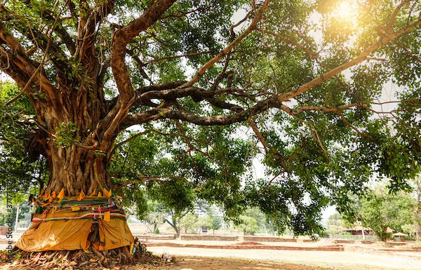 Peepal Benefits